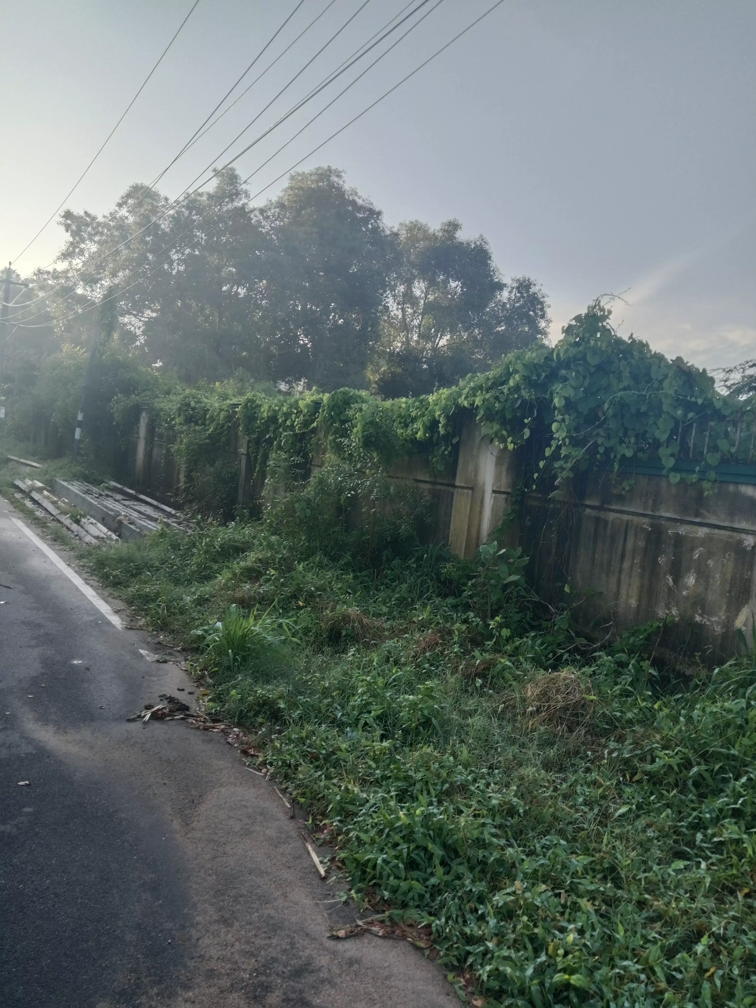 புதர்களை அகற்றுவார்களா?