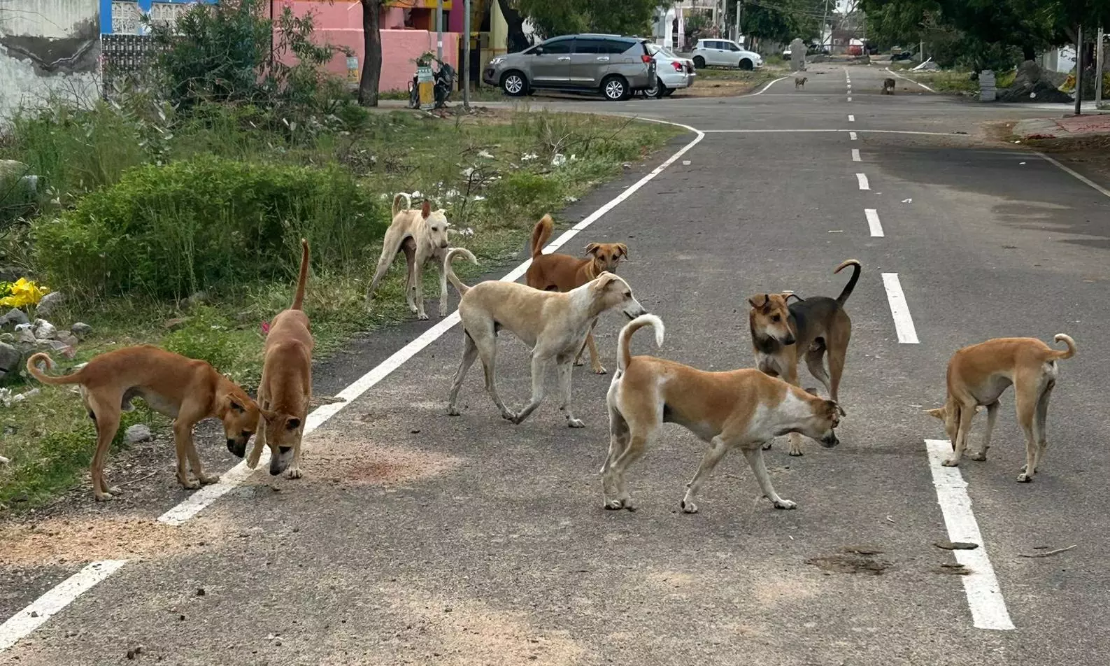 தெருநாய்கள் தொல்லை தெருநாய்கள் தொல்லை