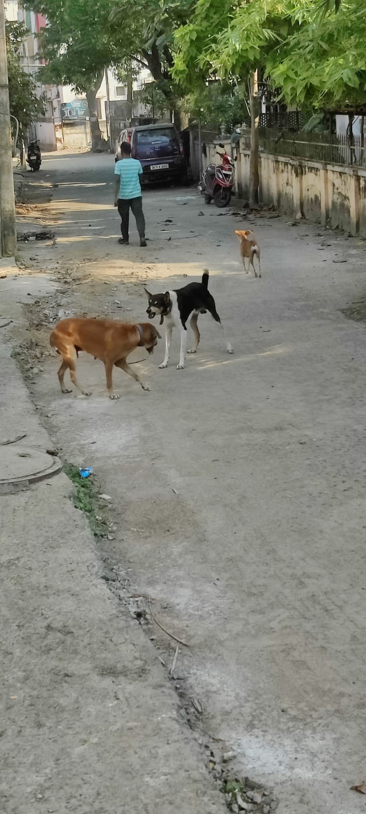 தெருநாய் தொல்லை தெருநாய் தொல்லை