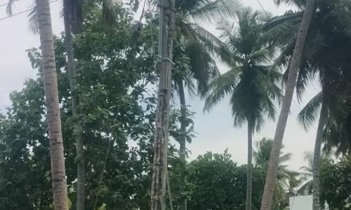 எலும்புக்கூடான மின்கம்பம்