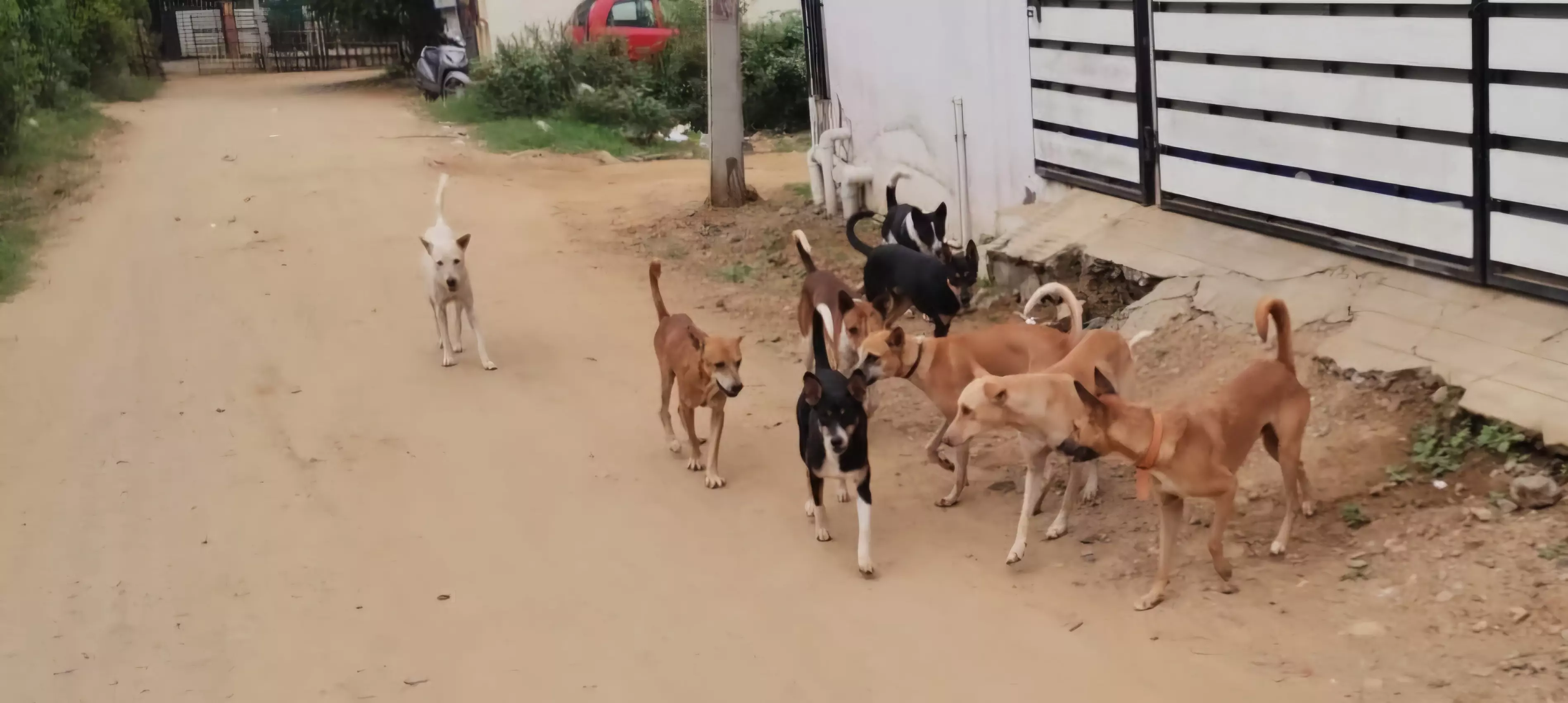 தெருநாய்கள் அட்டகாசம் தெருநாய்கள் அட்டகாசம்