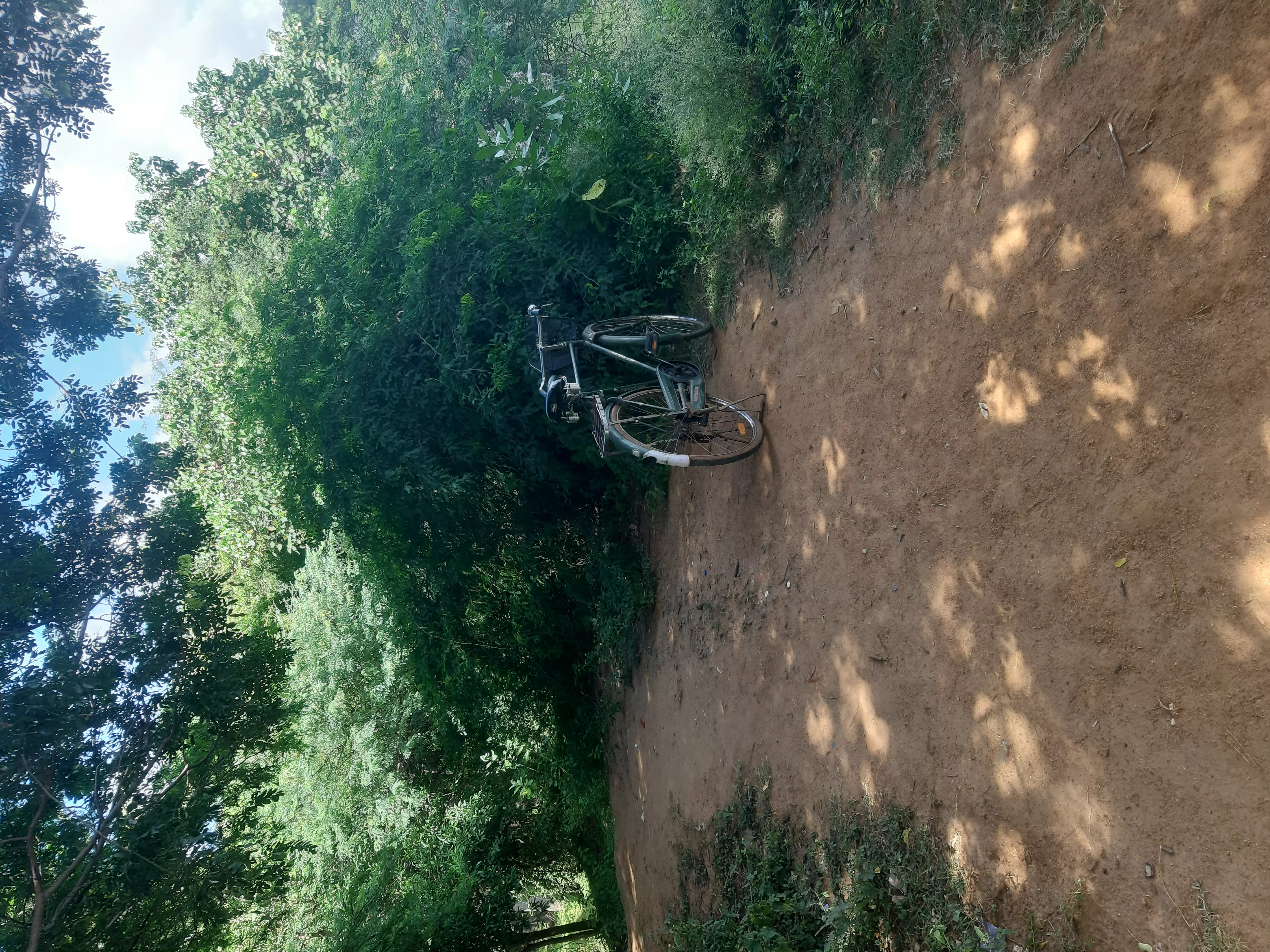 கருவேல மரங்கள் அகற்றப்படுமா?