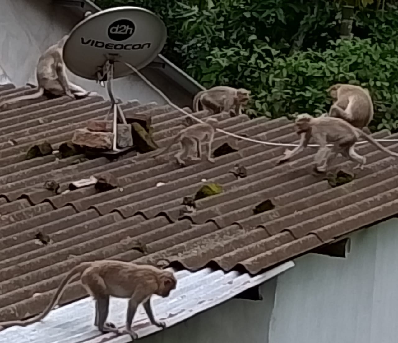 குரங்குகள் தொல்லை குரங்குகள் தொல்லை