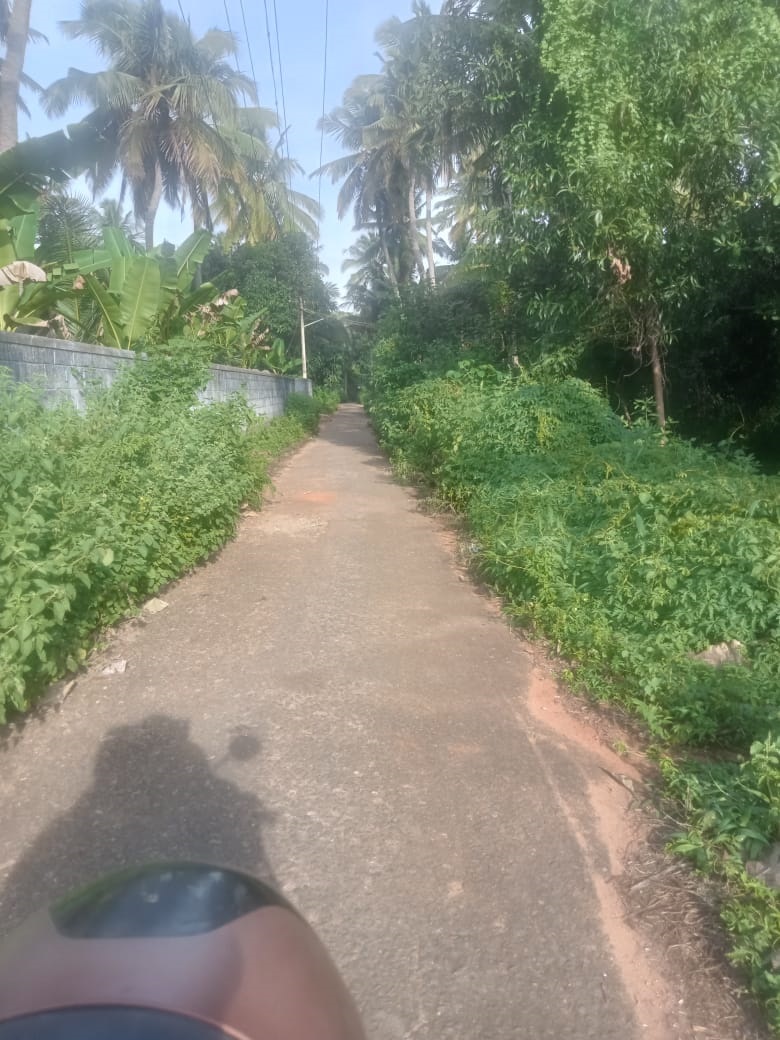 செடிகளை அகற்ற வேண்டும்