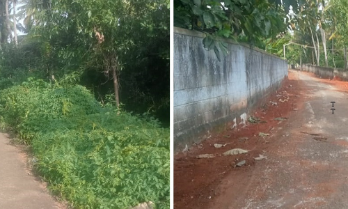 புதர்கள் அகற்றப்பட்டது