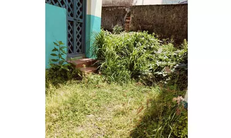 புதர்கள் அகற்றப்படுமா?