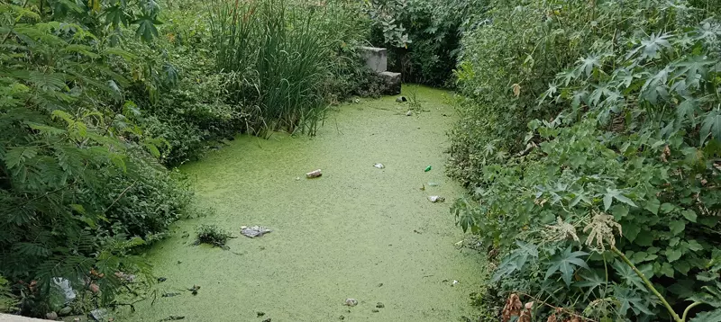 புதர்மண்டி கிடக்கும் வாய்க்கால் புதர்மண்டி கிடக்கும் வாய்க்கால்