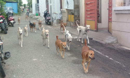 கடிக்க வரும் தெருநாய்கள்