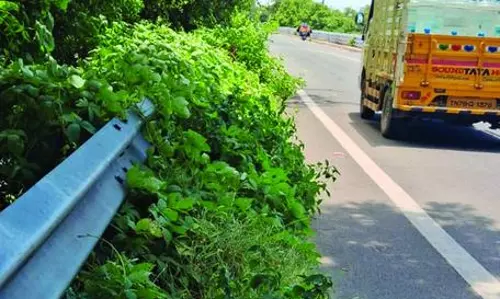 எல்லை தாண்டும் புதர்ச்செடிகள்