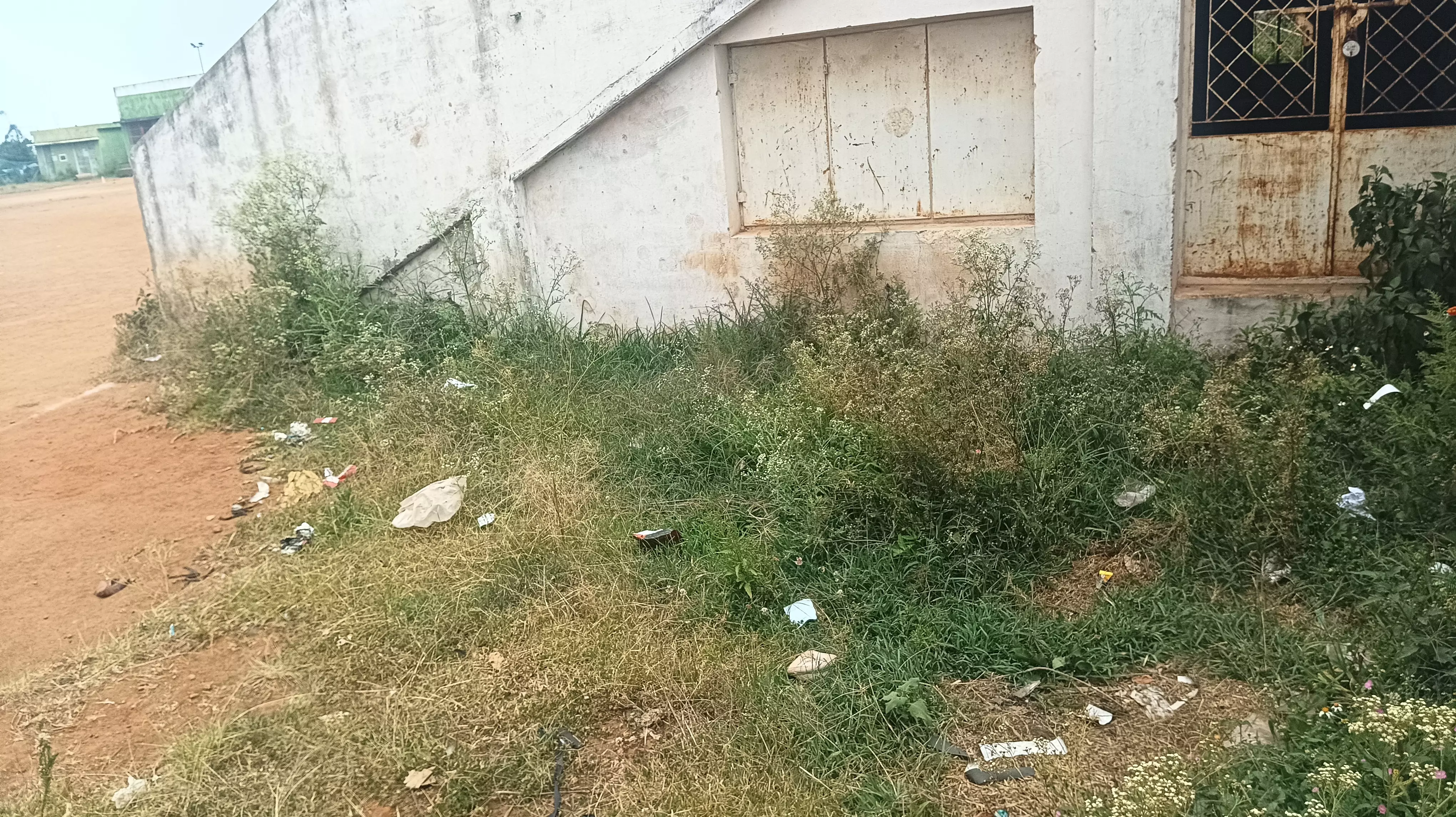 பார்த்தீனியம் செடிகள் அகற்றப்படுமா?