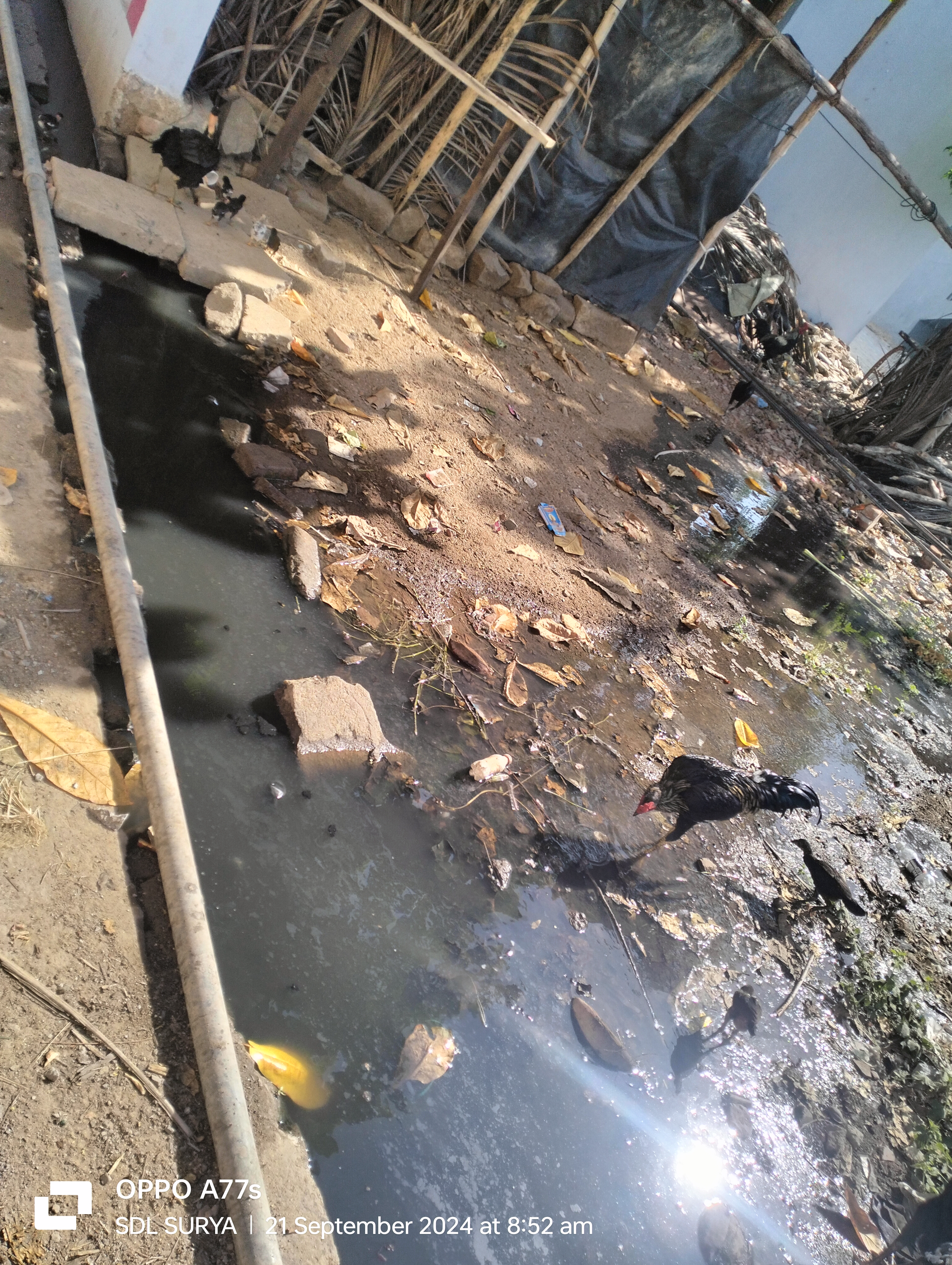 கால்வாயில் தேங்கும் கழிவுநீர் கால்வாயில் தேங்கும் கழிவுநீர்