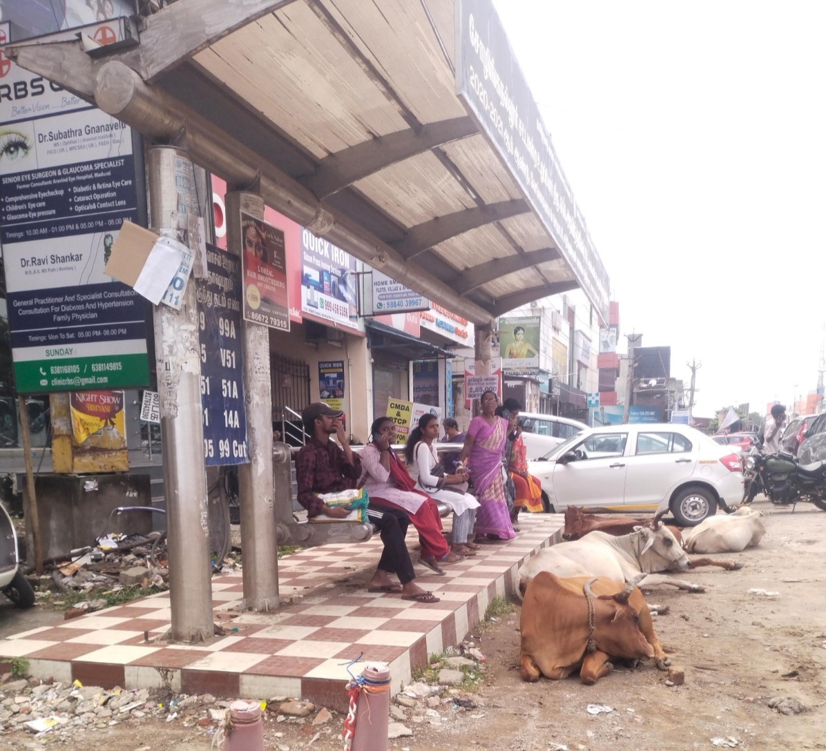 பஸ் நிறுத்தத்தில் மாடுகள்