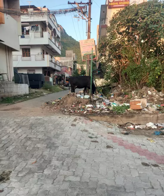 தெருவை அடைத்துள்ள குப்பைகள் தெருவை அடைத்துள்ள குப்பைகள்