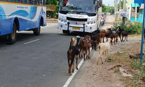 சாலையில் சுற்றித்திரியும் ஆடுகள்