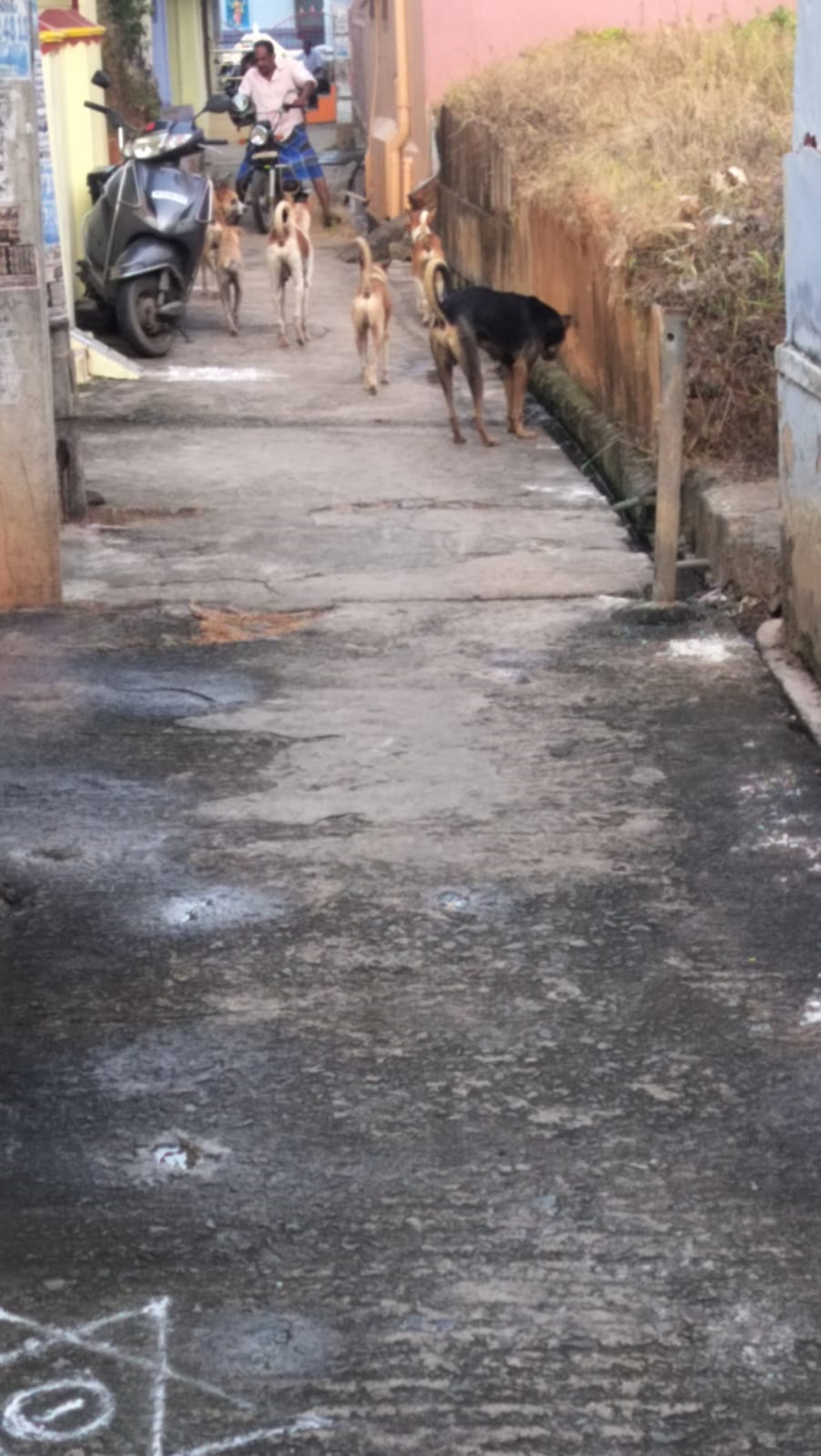 நாய்கள் தொல்லை