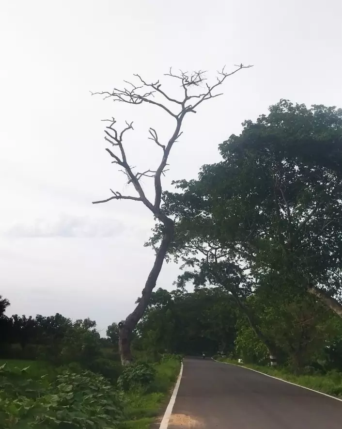 பட்டுப்போன மரம் பட்டுப்போன மரம்