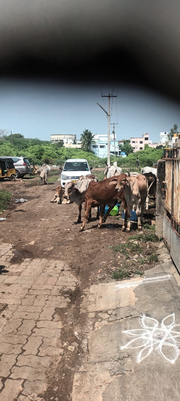 மாடுகளால் தொல்லை