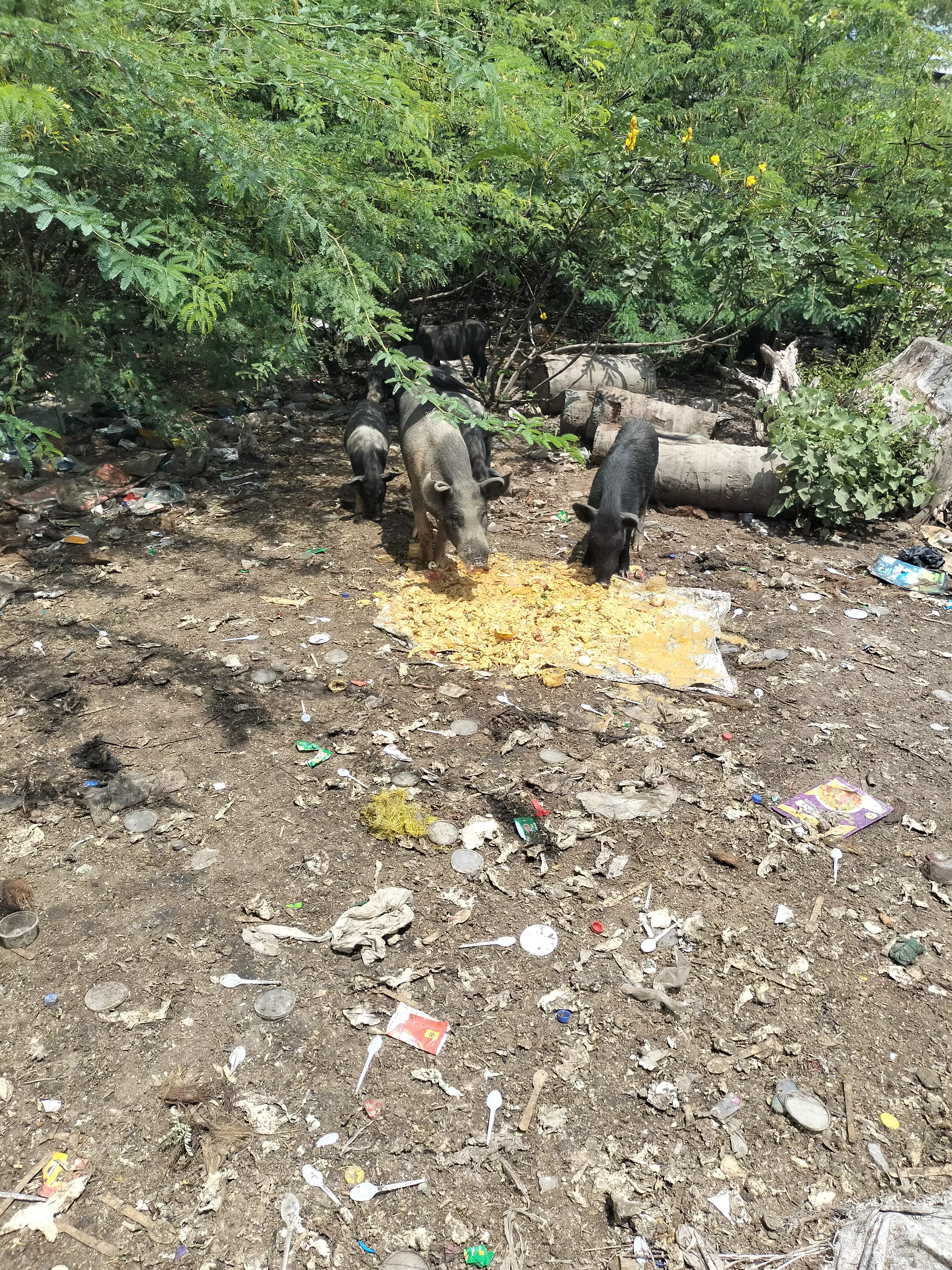 சுடுகாட்டில் அத்துமீறி பன்றி வளர்ப்பு சுடுகாட்டில் அத்துமீறி பன்றி வளர்ப்பு