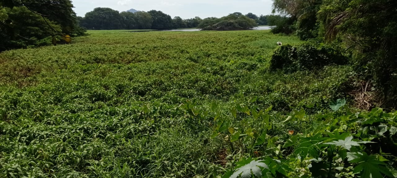 குளத்தை தூர்வார வேண்டும்