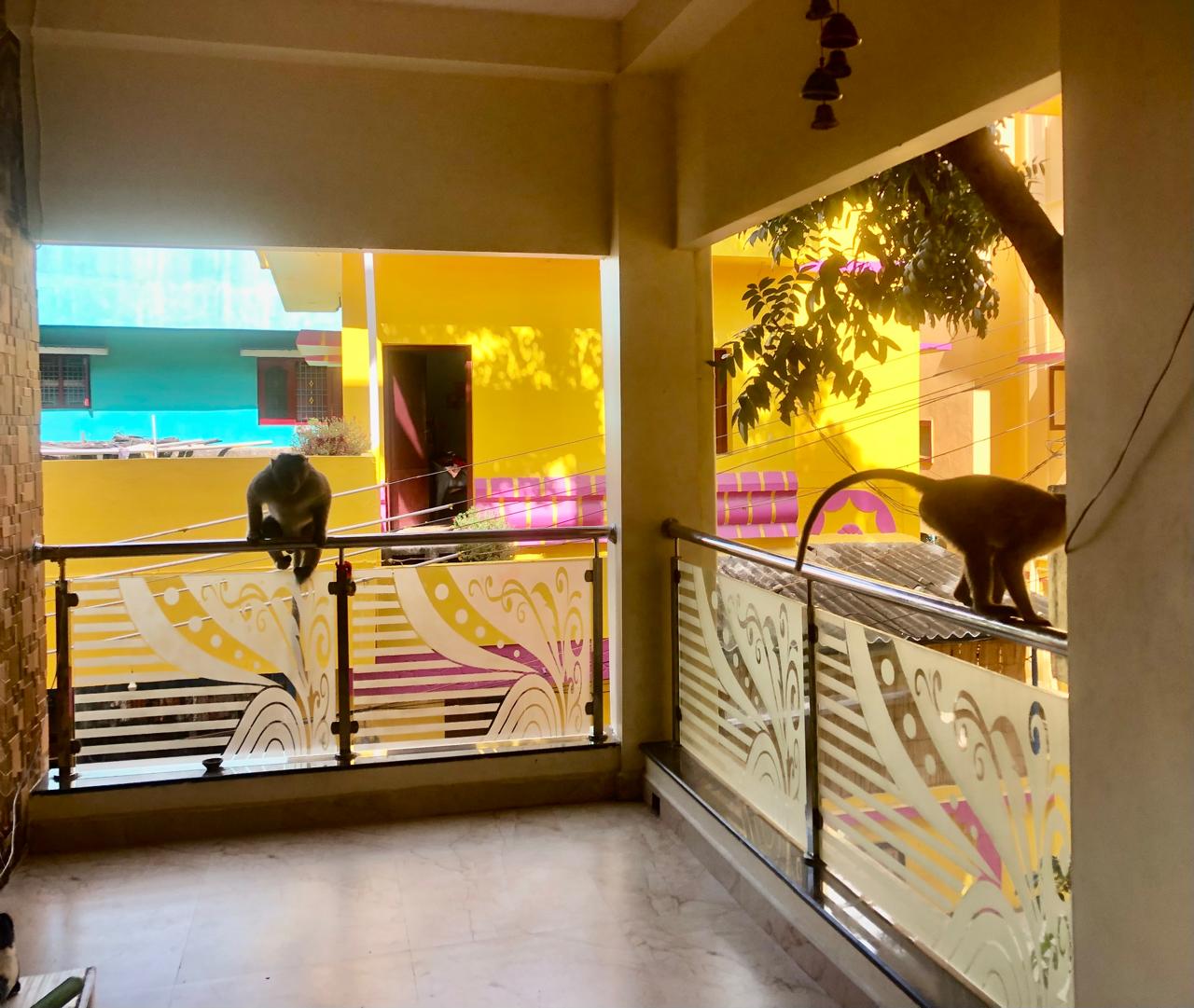 குரங்குகள் தொல்லை