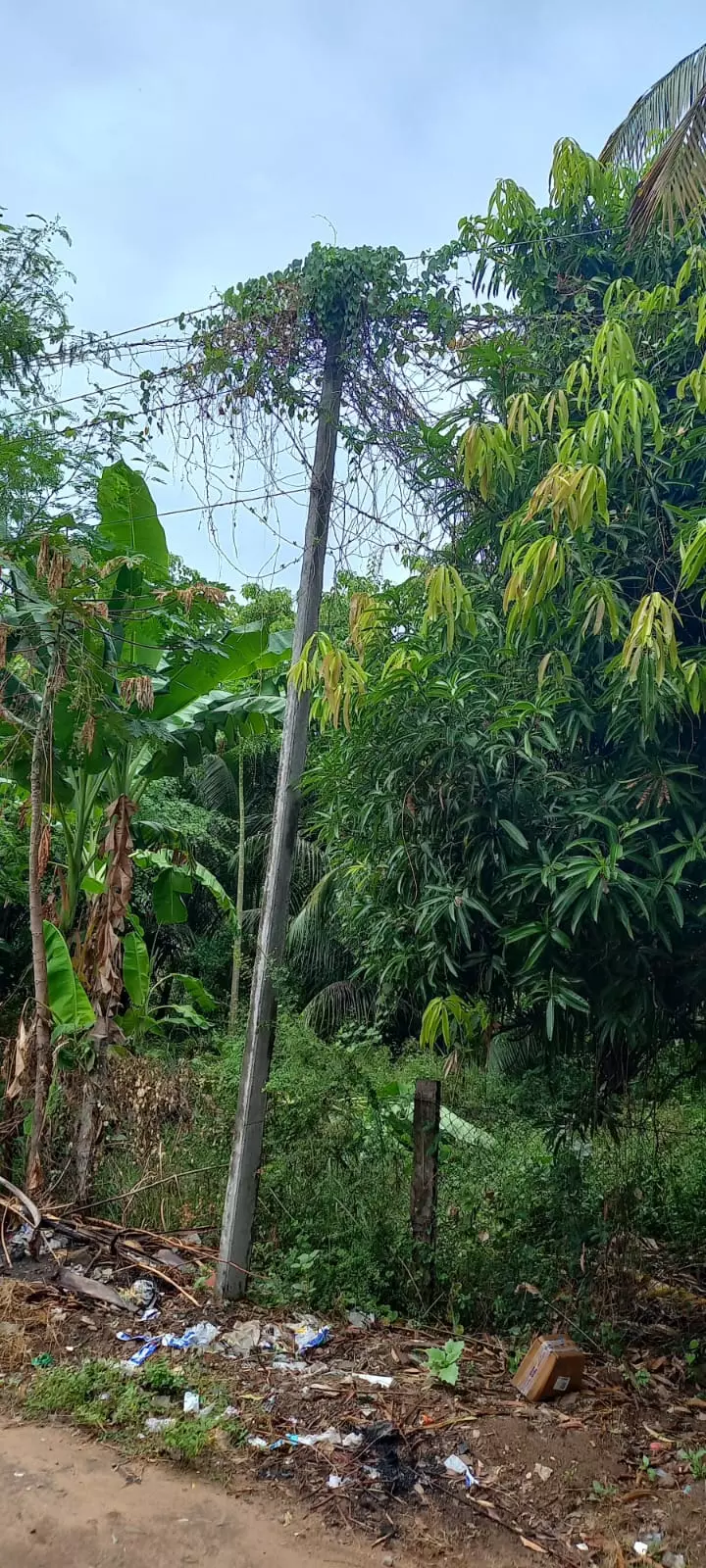 மின்கம்பத்தை சூழ்ந்திருக்கும் செடி,கொடிகள்