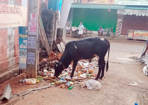 சுகாதாரக்கேடு சுகாதாரக்கேடு