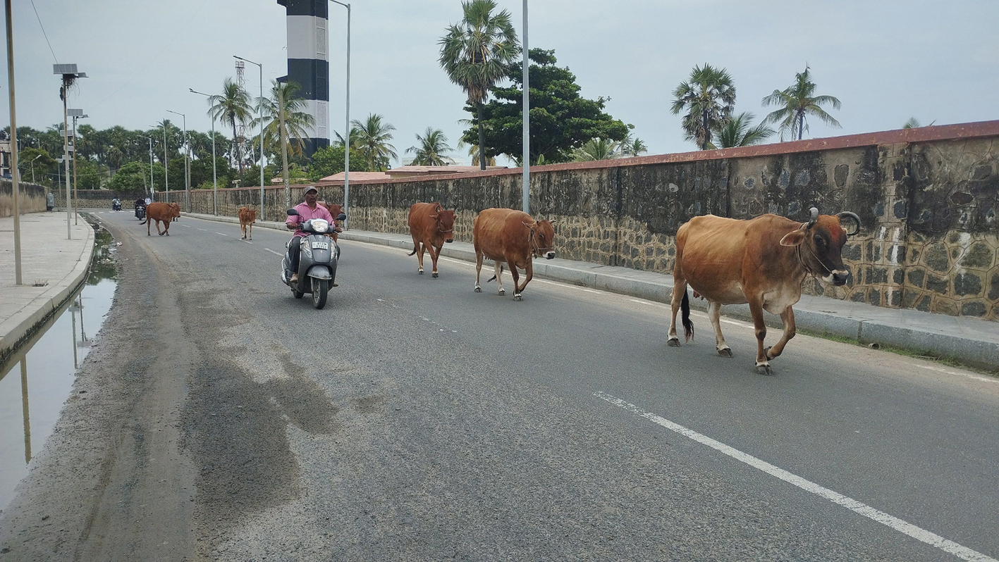 சாலையில் சுற்றித்திரியும் மாடுகள் சாலையில் சுற்றித்திரியும் மாடுகள்