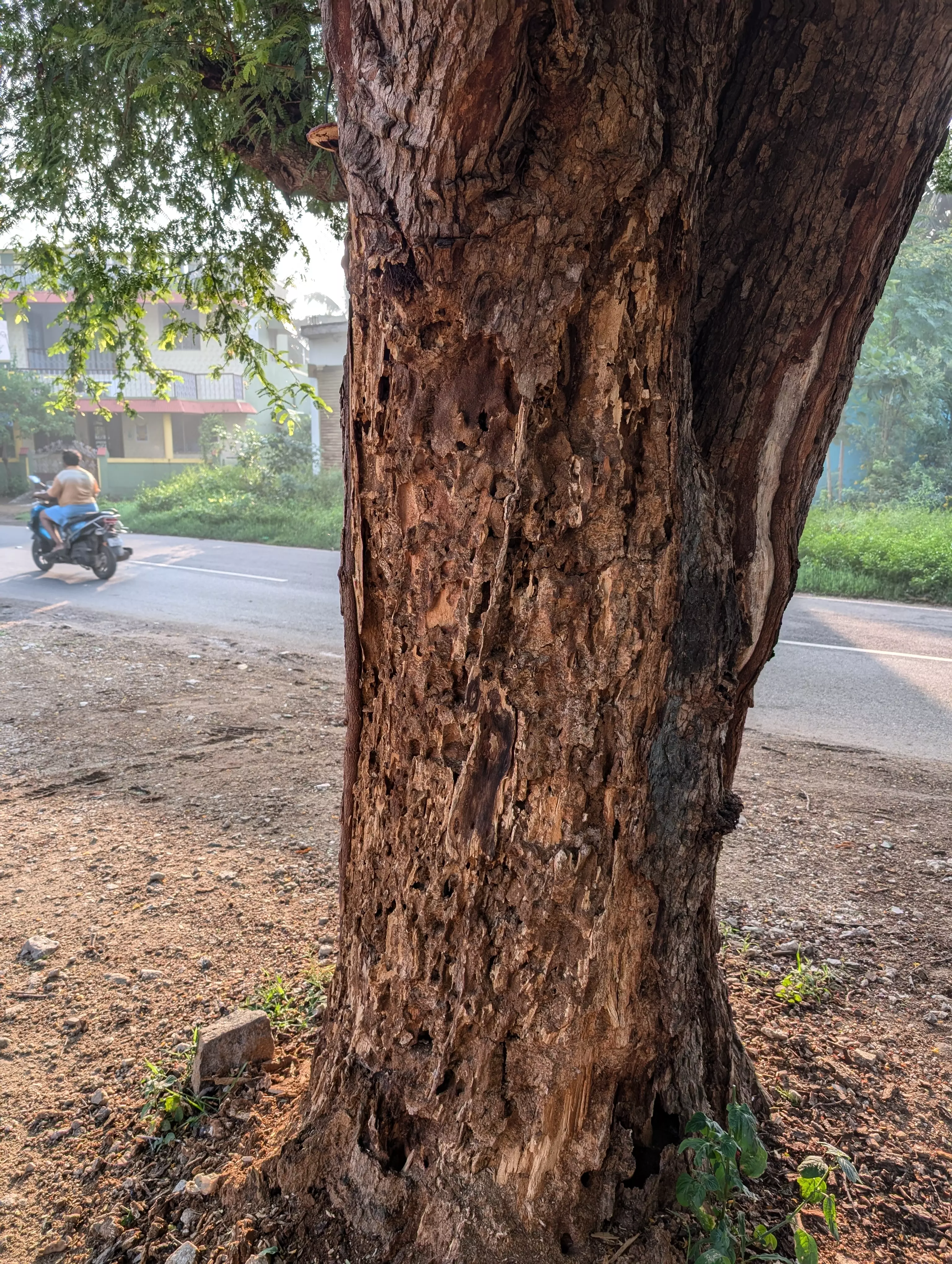 பட்டுப்போன மரம் அகற்றப்படுமா?