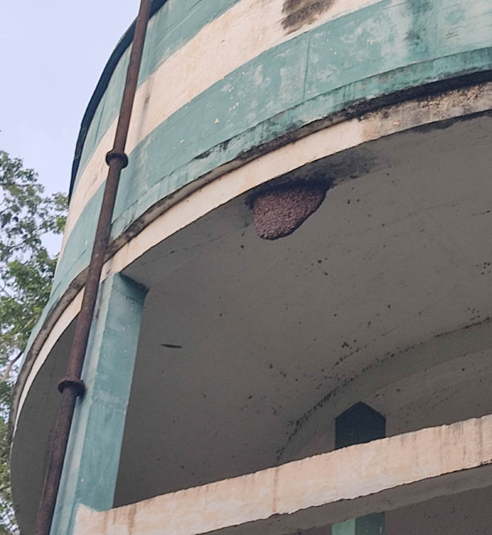 தேனீக்கள் அகற்றப்படுமா? தேனீக்கள் அகற்றப்படுமா?