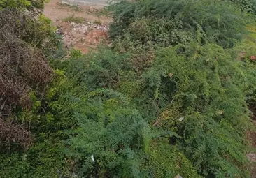 விஷப்பூச்சிகள் நடமாட்டம்