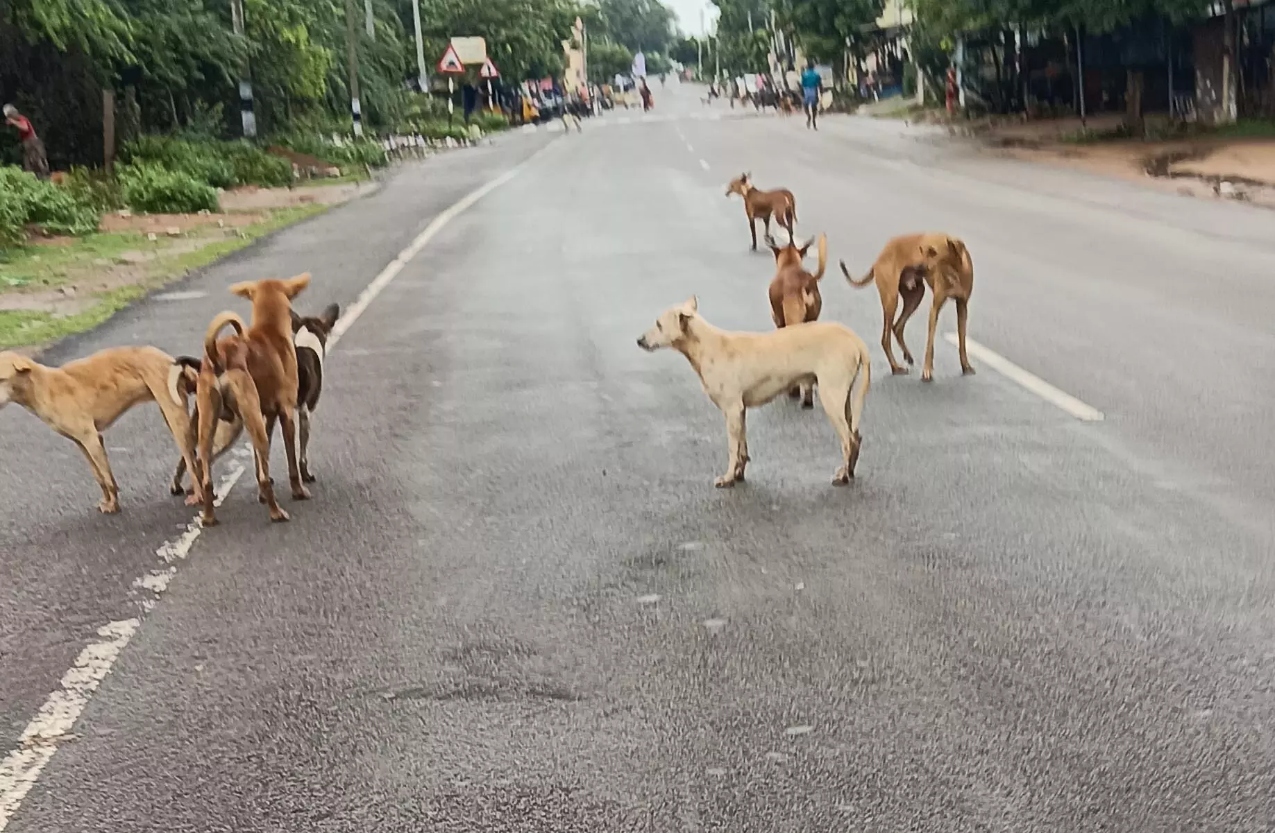 தெருநாய்கள் தொல்லை தெருநாய்கள் தொல்லை