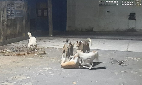 தெரு நாய் தொல்லை தீர்க்கப்படுமா?