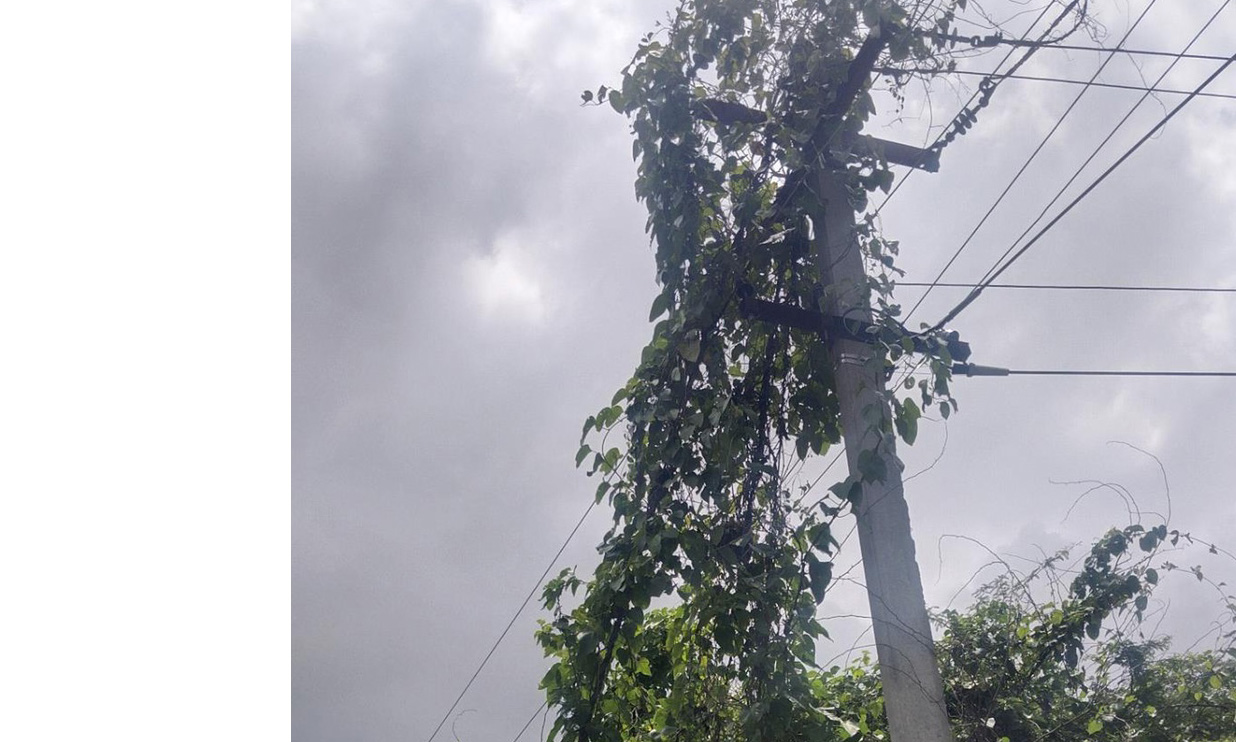 முட்செடிகள் சூழ்ந்த மின்கம்பங்கள் முட்செடிகள் சூழ்ந்த மின்கம்பங்கள்