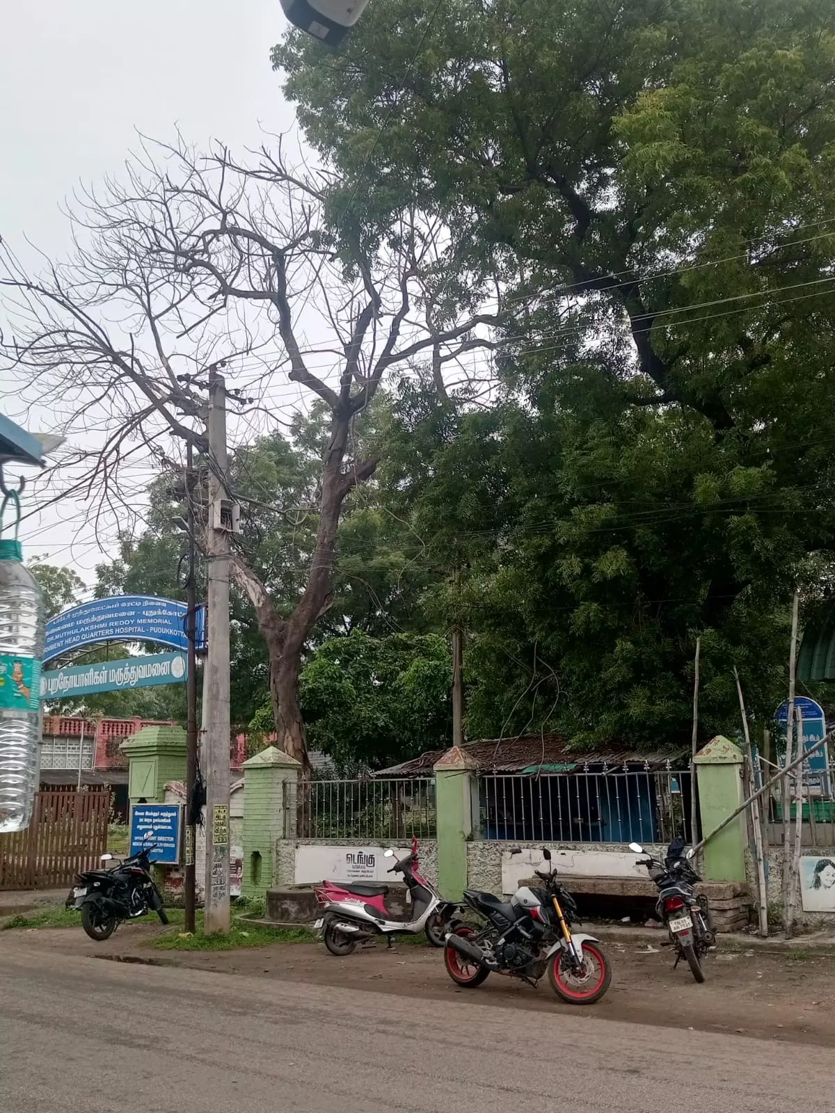 பட்டுப்போன மரம் அகற்றப்படுமா? பட்டுப்போன மரம் அகற்றப்படுமா?