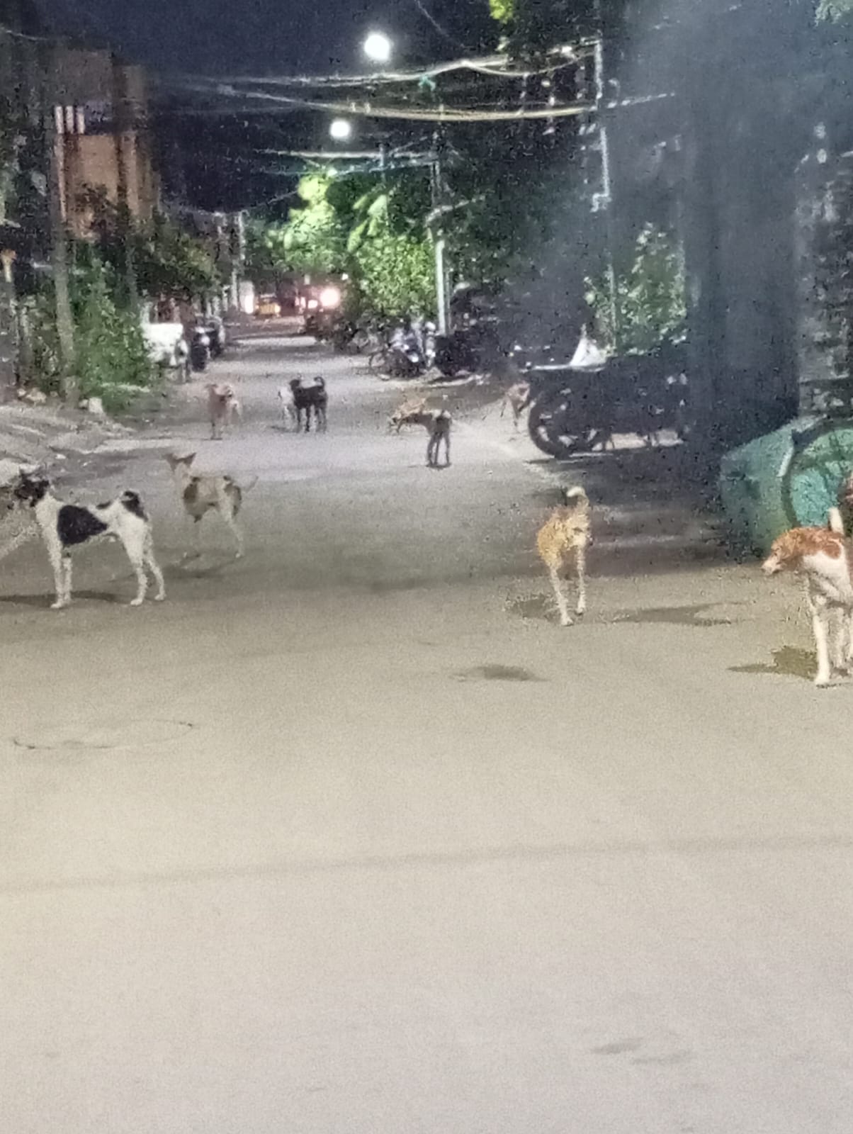 தெருநாய் தொல்லை