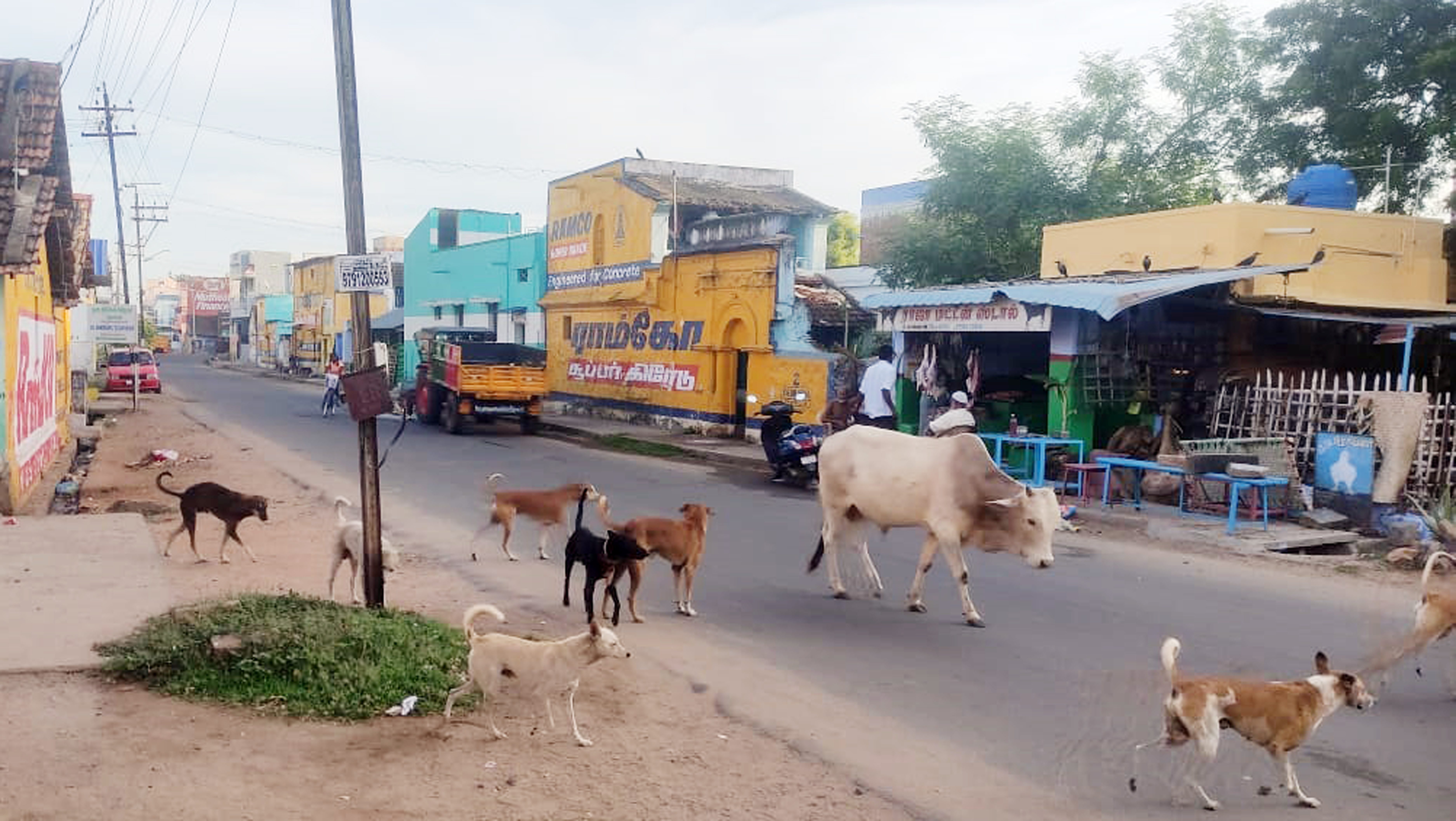 தெருநாய்கள் தொல்லை