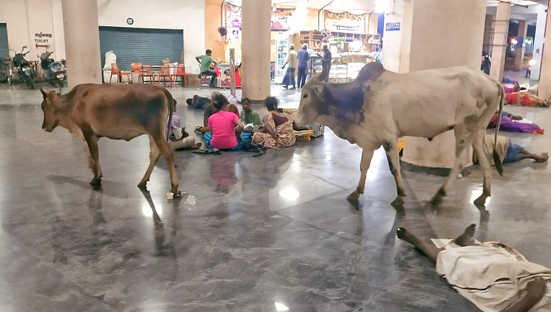 மாடுகளால் பயணிகள் அவதி மாடுகளால் பயணிகள் அவதி