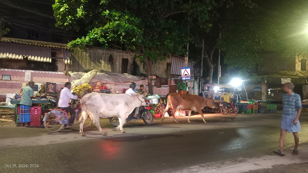 மாடுகள் தொல்லை