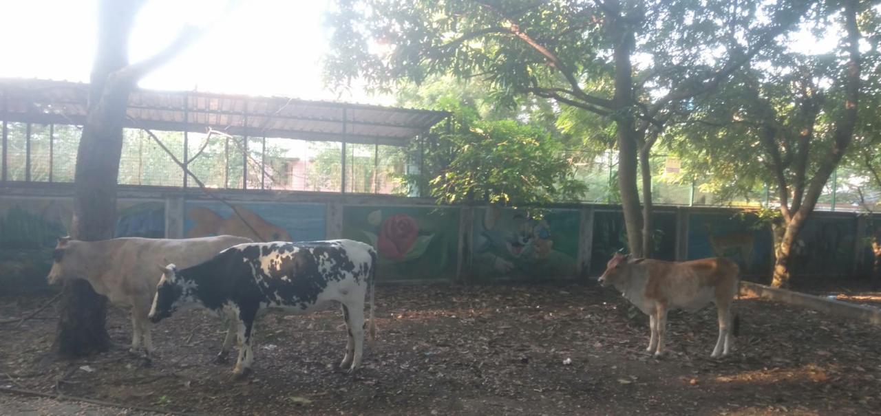 மாடுகளின் கூடாரமான பூங்கா