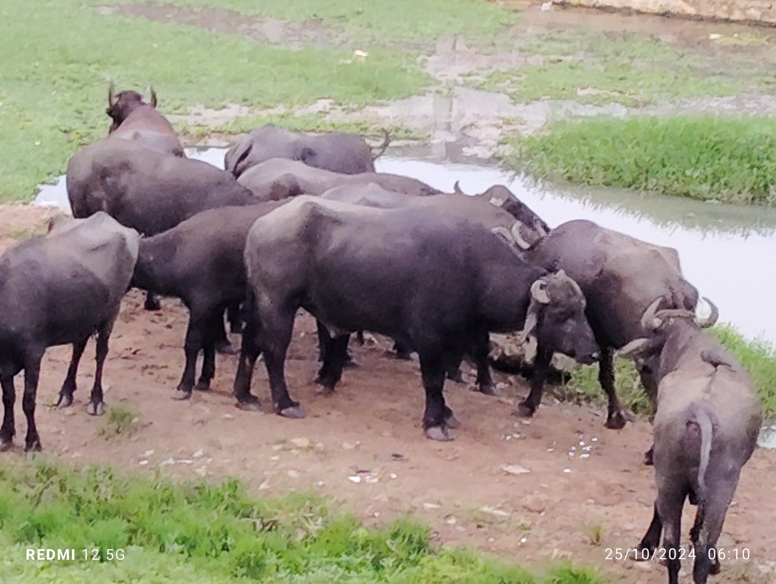 மாடுகளால் தொல்லை