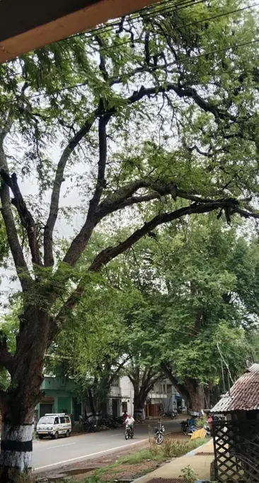 மரக்கிளைகளை உரசும் மின்கம்பிகள்