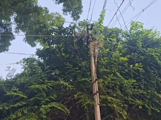 மின்கம்பத்தில் படர்ந்த செடி, கொடிகள் மின்கம்பத்தில் படர்ந்த செடி, கொடிகள்