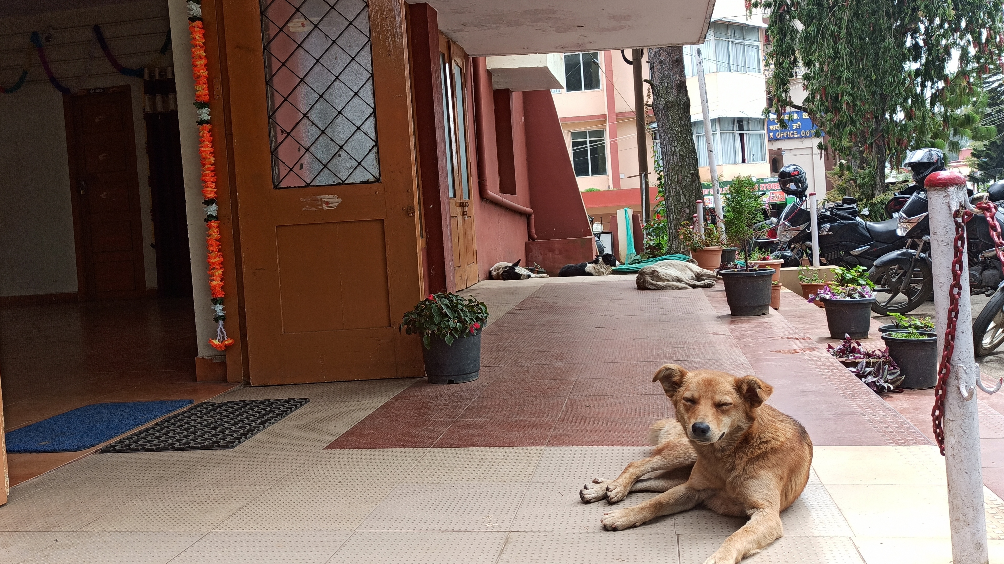 தெருநாய்கள் தொல்லை