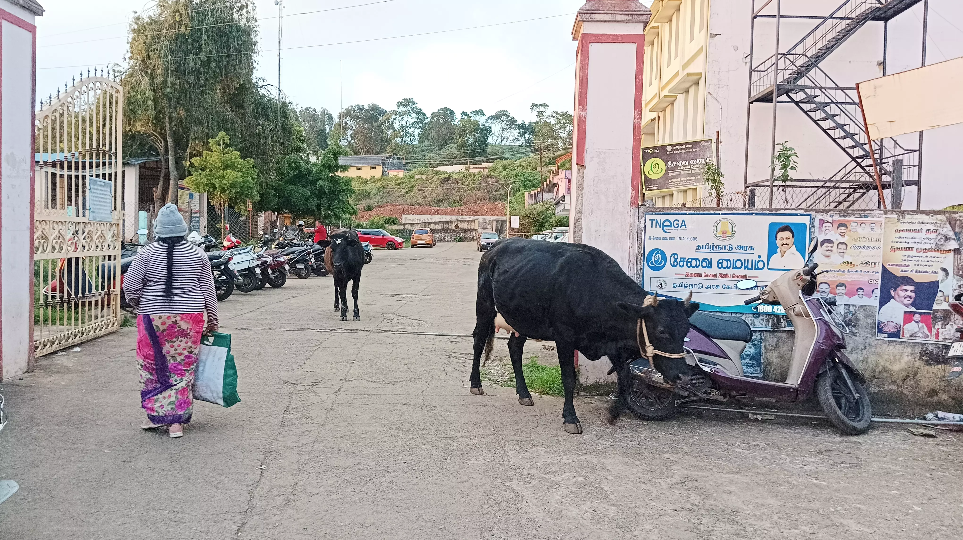 கால்நடைகள் தொல்லை