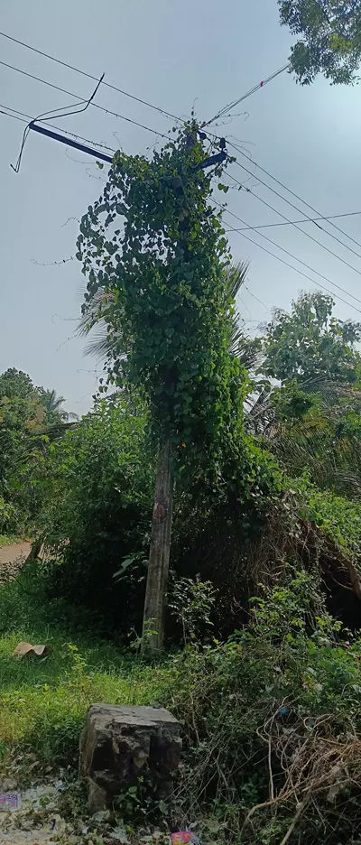 மின் கம்பங்களில் படரும் செடி-கொடிகள்
