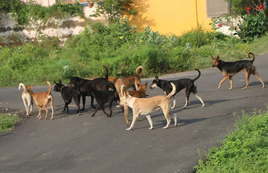 தெருநாய்கள் தொல்லை தெருநாய்கள் தொல்லை