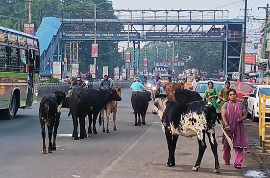 அண்ணா சாலையில் கூடும் மாடுகள் அண்ணா சாலையில் கூடும் மாடுகள்