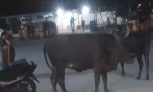 பஸ் நிலையத்துக்குள் உலா வரும் கால்நடைகள்