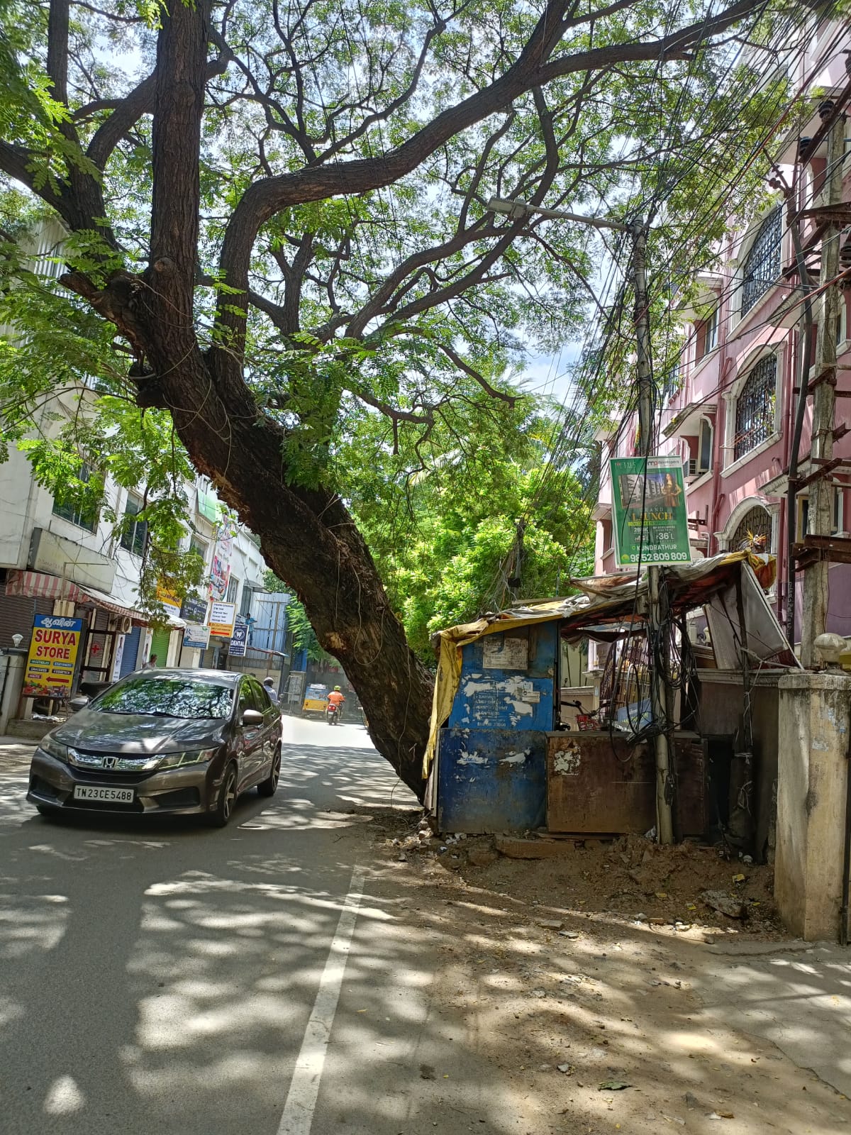 ஆபத்தான மரம்