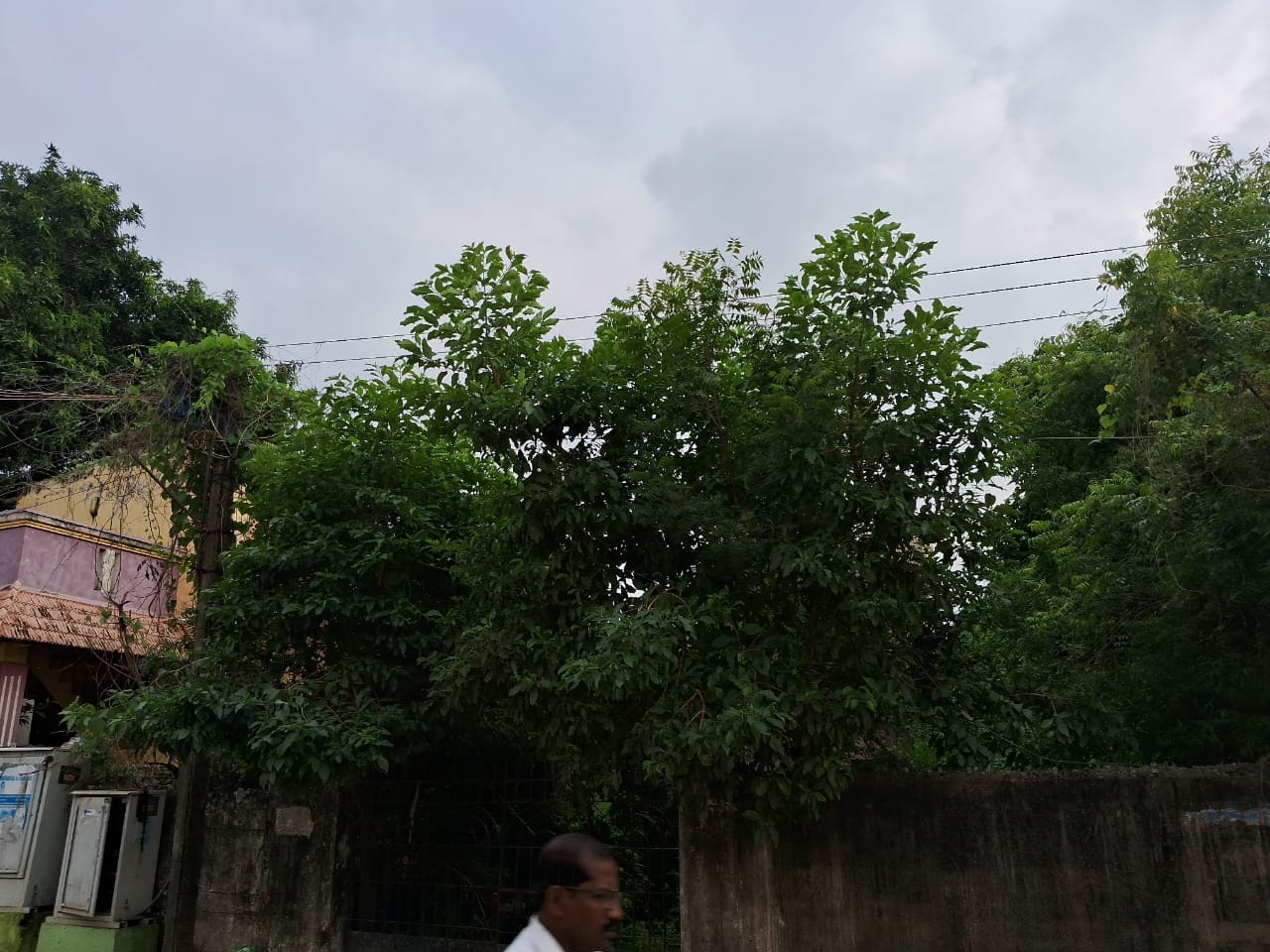 புதர்மண்டிய மின்கம்பம்